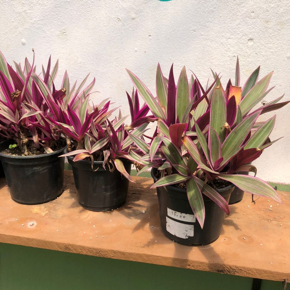 WhatsApp Image 2026-03-05 at 07.50.54 (2)