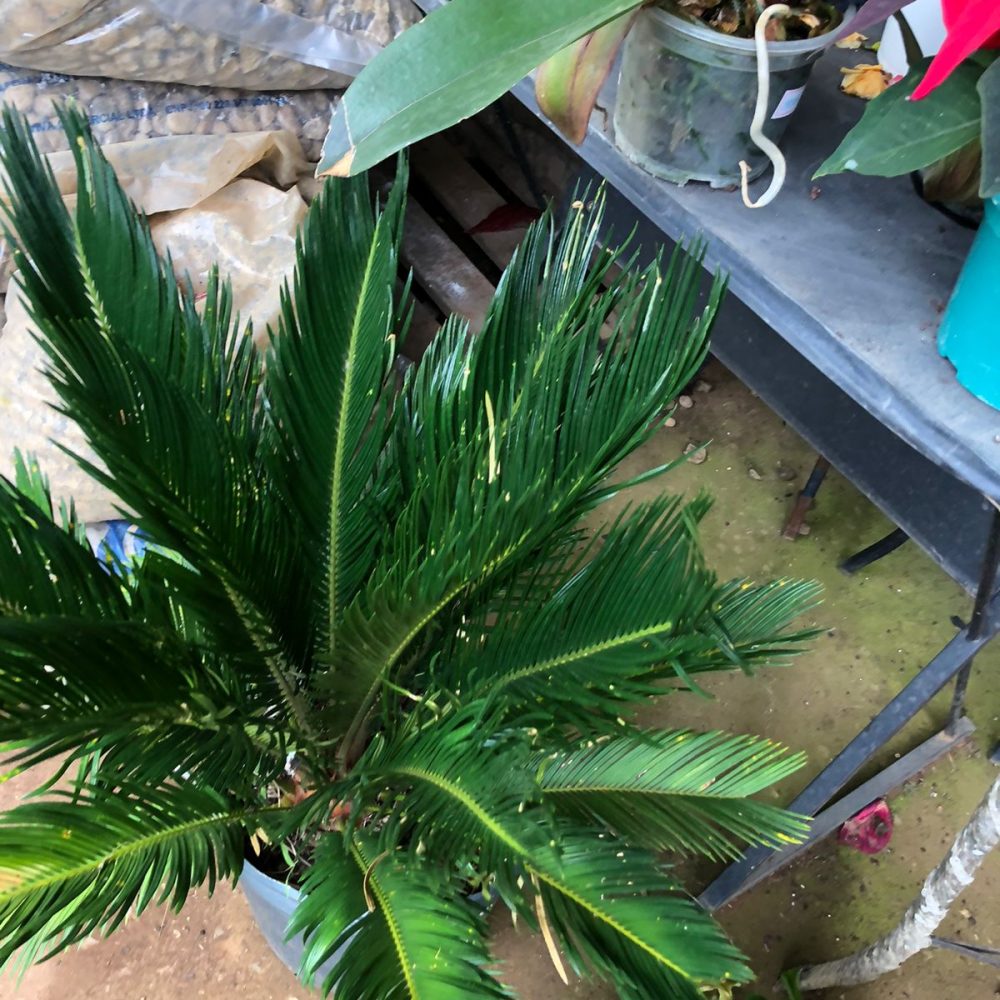 WhatsApp Image 2026-03-05 at 07.50.54